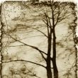 Du�e stromu I. / Soul of the tree I.